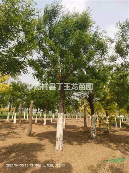 大量出售15-30公分移栽國槐