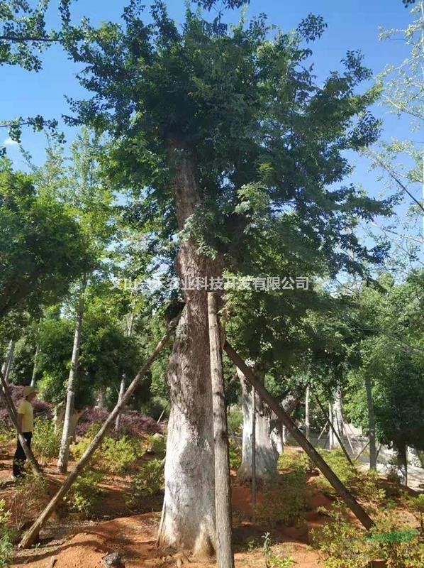 云南文山供应胸径60-80cm的大规格红榉树