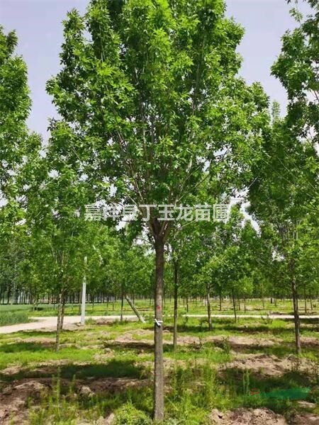 出售白蠟 15公分白蠟 老白蠟基地