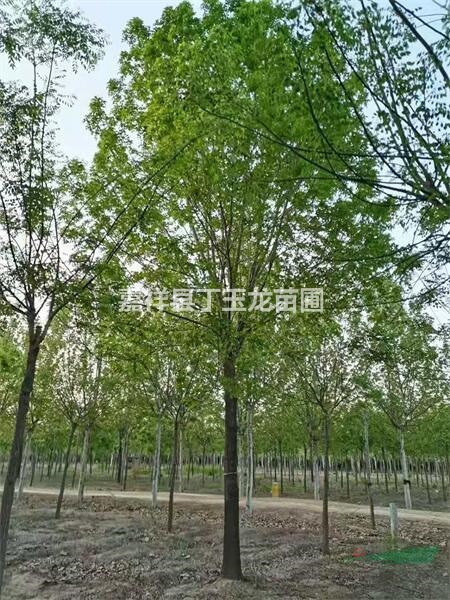 出售白蠟 15公分白蠟 老白蠟基地