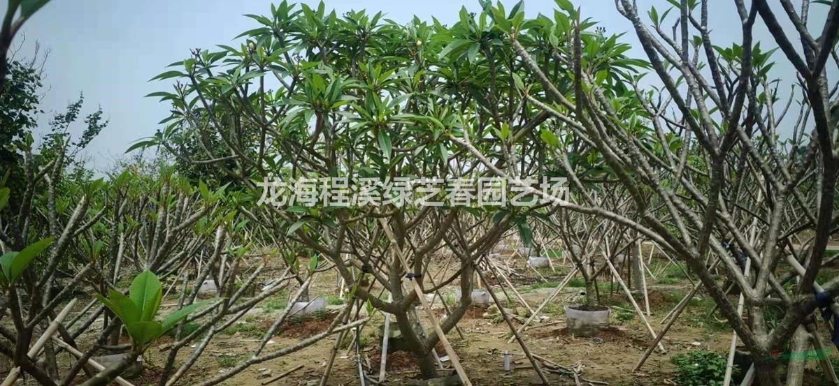 黃雞蛋花：移植苗、袋苗，耐干旱，忌澇漬，抗逆性好，具備綠化、