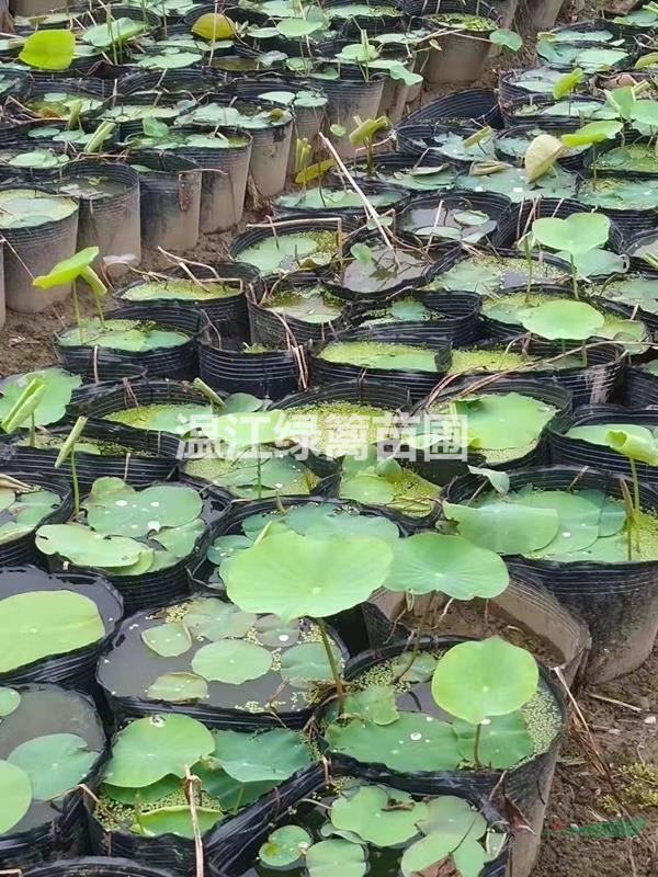 成都荷花種植基地低價出售