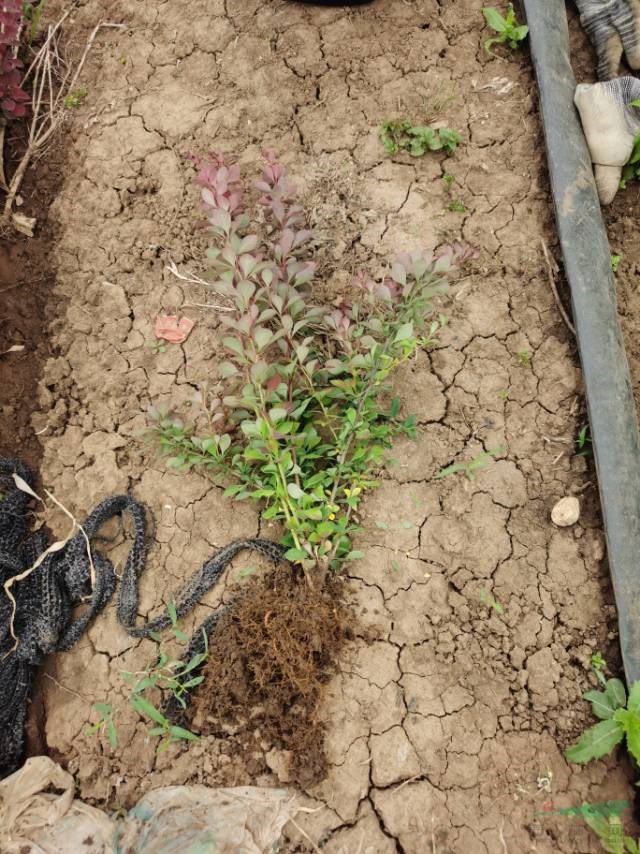 基地實(shí)拍紅葉小波工程苗