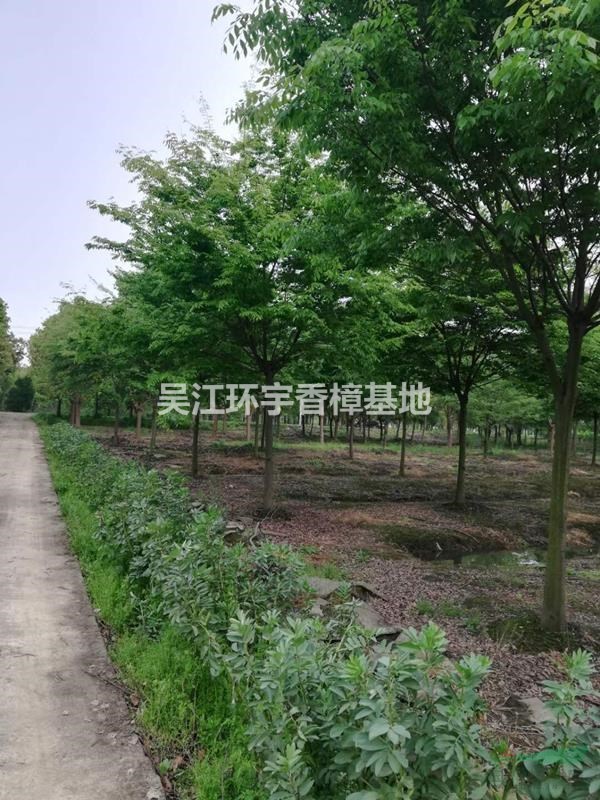 江苏榉树市场价 榉树批发价 榉树价格 榉树产地