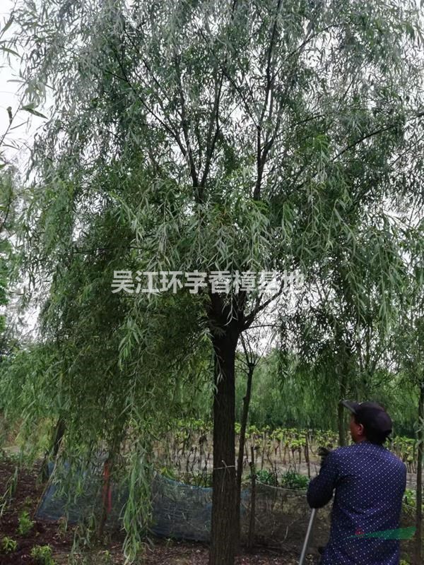 垂柳價(jià)格 垂柳產(chǎn)地 垂柳上車價(jià)