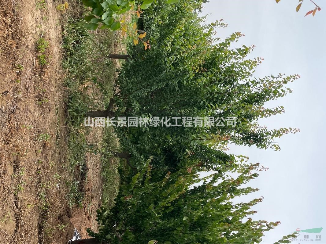一般12公分紅梅樹價格，一般12公分紅梅價格多少錢