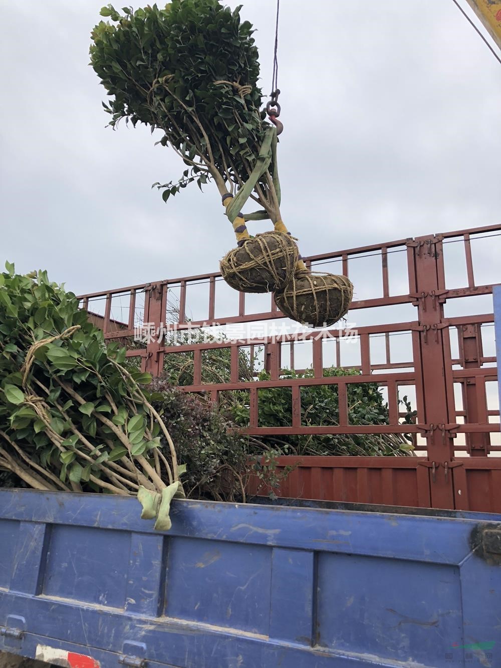 茶花装车实拍 大土球茶花供应 嵊州茶花基地