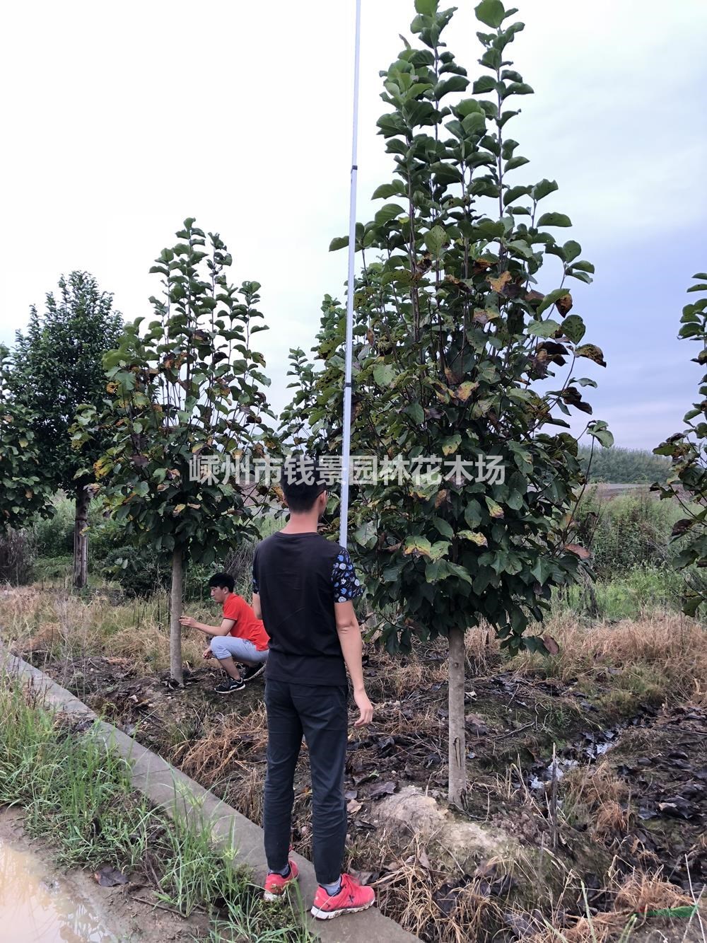 嵊州钱景园林花木场供应嫁接玉兰 精品嫁接玉兰供应