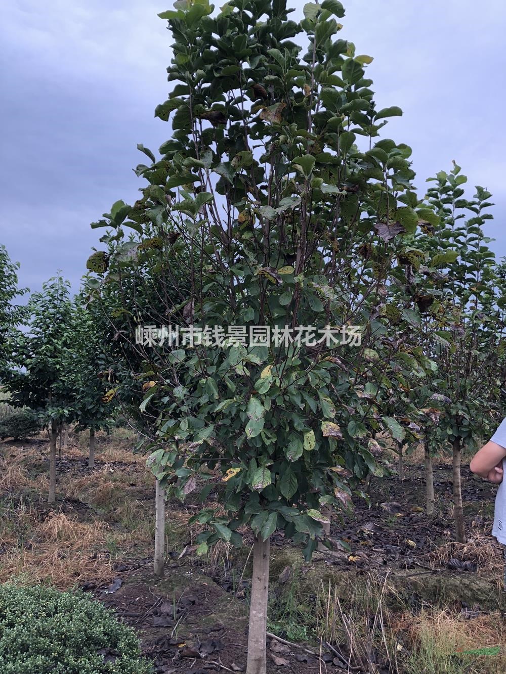 嵊州钱景园林花木场供应嫁接玉兰 精品嫁接玉兰供应