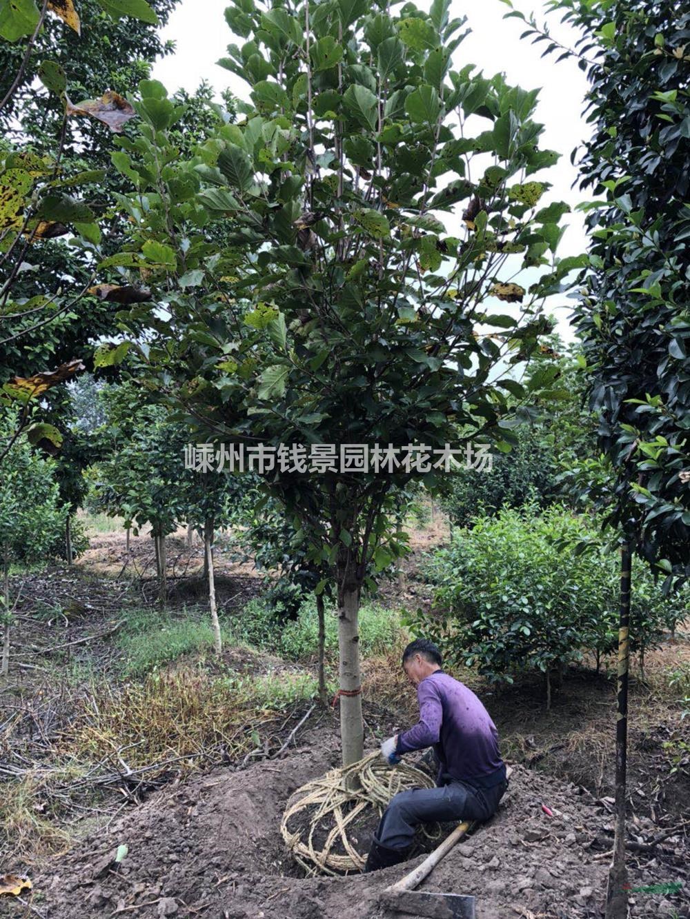嵊州钱景园林花木场供应嫁接玉兰 精品嫁接玉兰供应