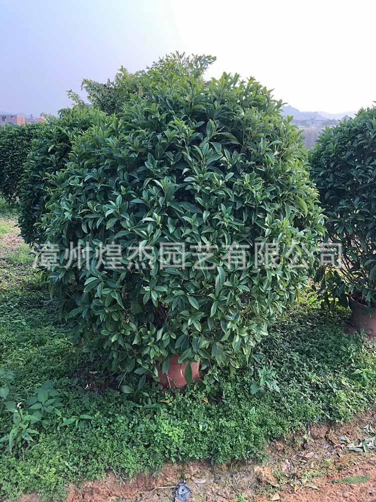 福建供應非洲茉莉球  漳州非洲茉莉球 基地直供 量大從優(yōu)