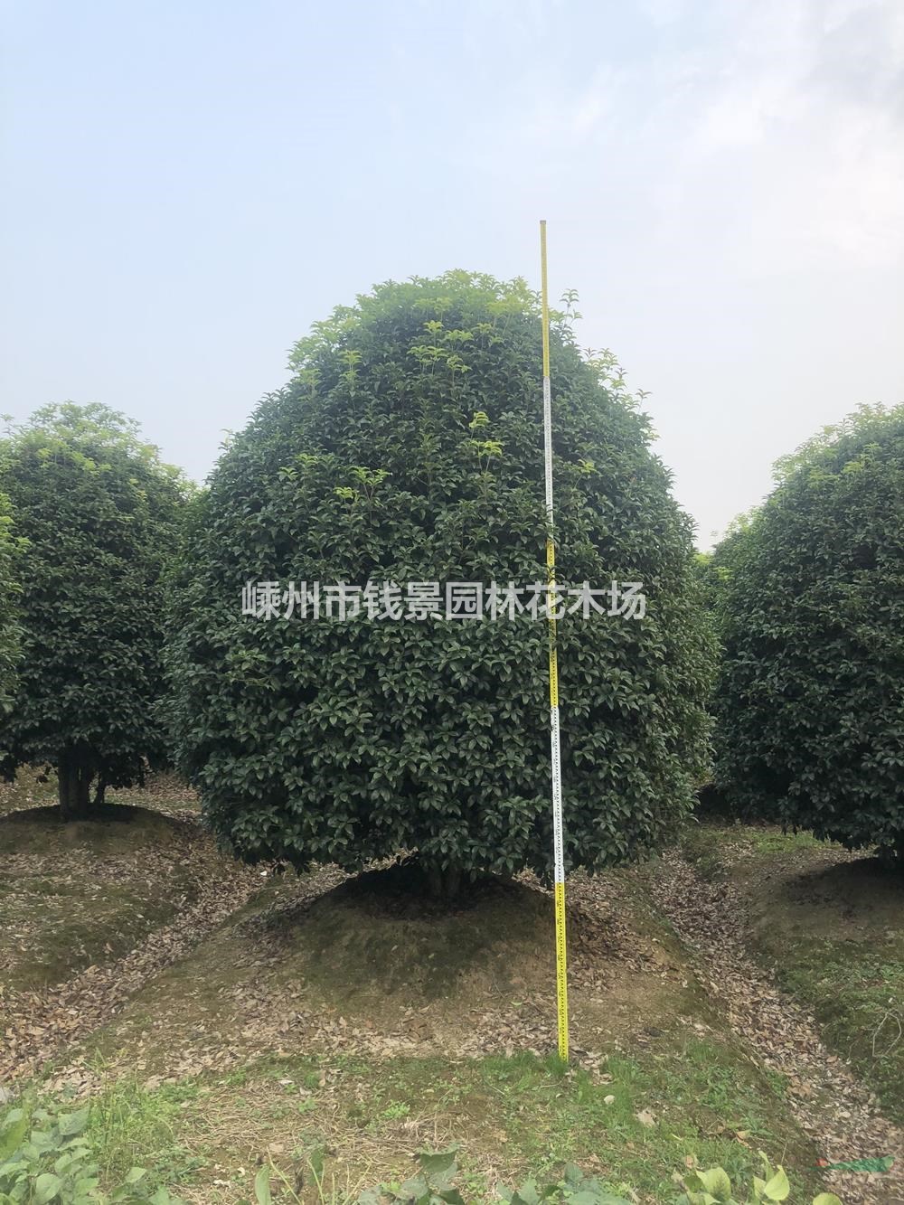 浙江供应多杆丛生桂花 4米5米6米多杆丛生桂花