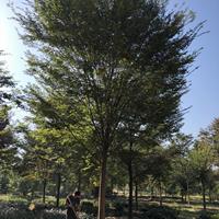 嵊州錢景園林供應15-28公分精品櫸樹