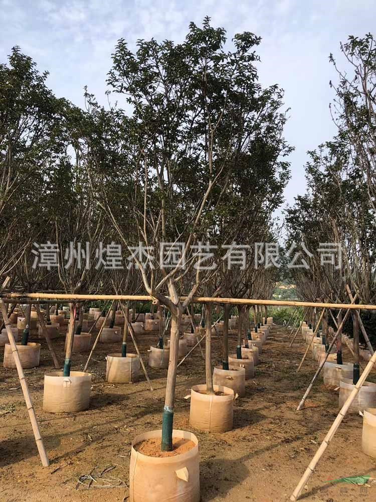 福建小叶紫薇容器苗 漳州丛生紫薇价格哪里好/哪家便宜