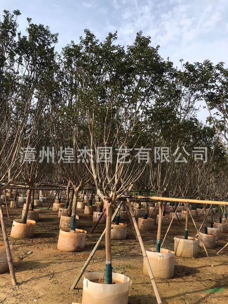 福建小叶紫薇容器苗 漳州丛生紫薇价格哪里好/哪家便宜