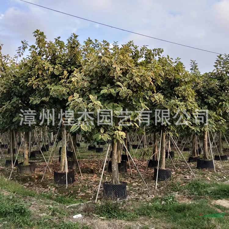 大小規(guī)格漳州富貴榕移植苗 富貴榕農(nóng)戶(hù)基地實(shí)拍