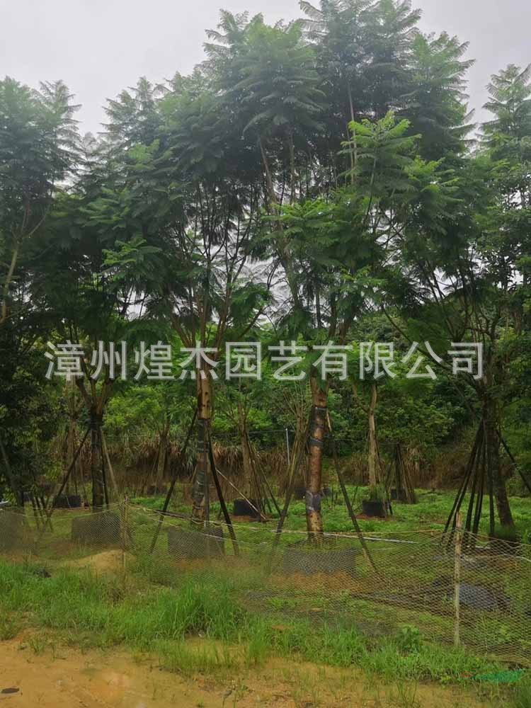 福建[產品]/福建藍花楹批發(fā) 米徑10-15公分 價格250元-1600元價格/報價