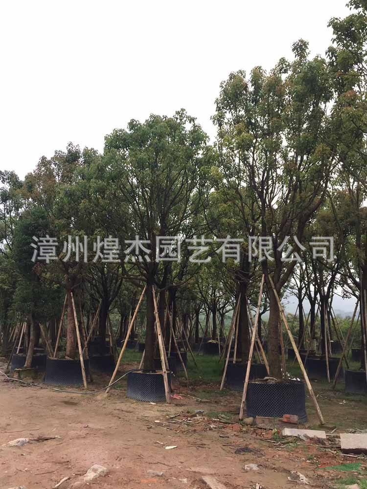 福建香樟樹 大小香樟農(nóng)戶實拍 香樟圖片/福建香樟樹 大小香樟農(nóng)戶實拍 香樟報價