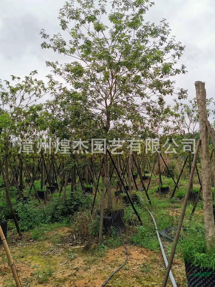 福建供應(yīng)黃花風(fēng)鈴木批發(fā) 米徑8-12公分 價格700元-1800元 漳州黃花風(fēng)鈴木規(guī)格齊全