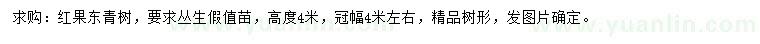 求購高4米紅果冬青