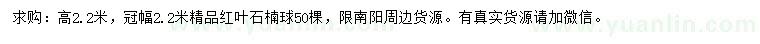 求購高2.2米紅葉石楠球
