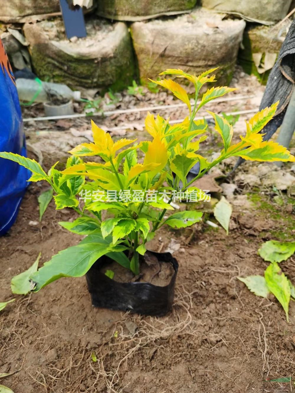 福建供應(yīng)金邊假鏈翹5斤袋價(jià)格0.4元7斤袋0.6元規(guī)格齊全