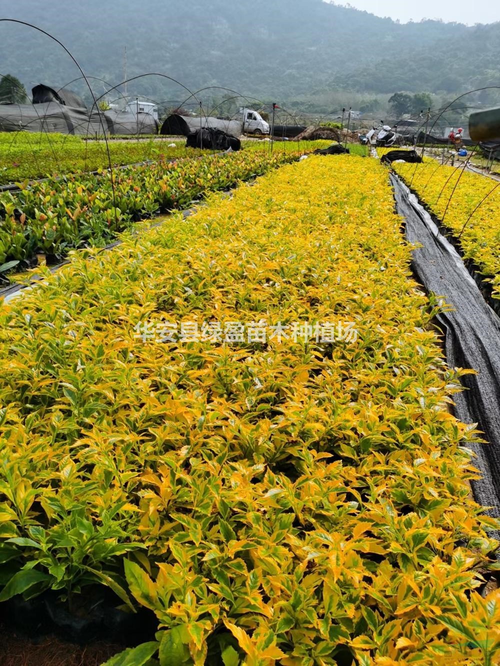 福建供應(yīng)金邊假鏈翹5斤袋價(jià)格0.4元7斤袋0.6元規(guī)格齊全