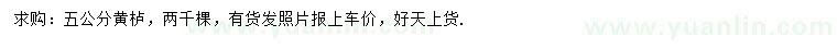 求購5公分黃櫨