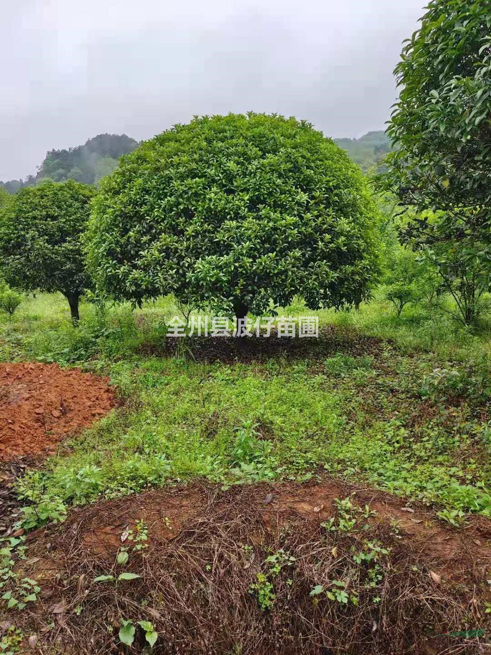 大小规格桂花树 广西桂花价格 桂林桂花树基地