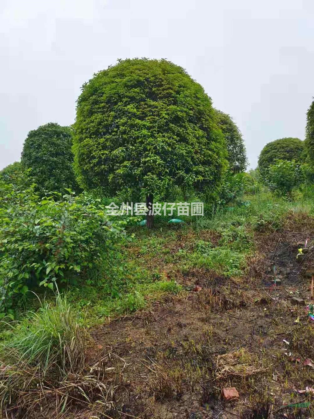 大小规格桂花树 广西桂花价格 桂林桂花树基地