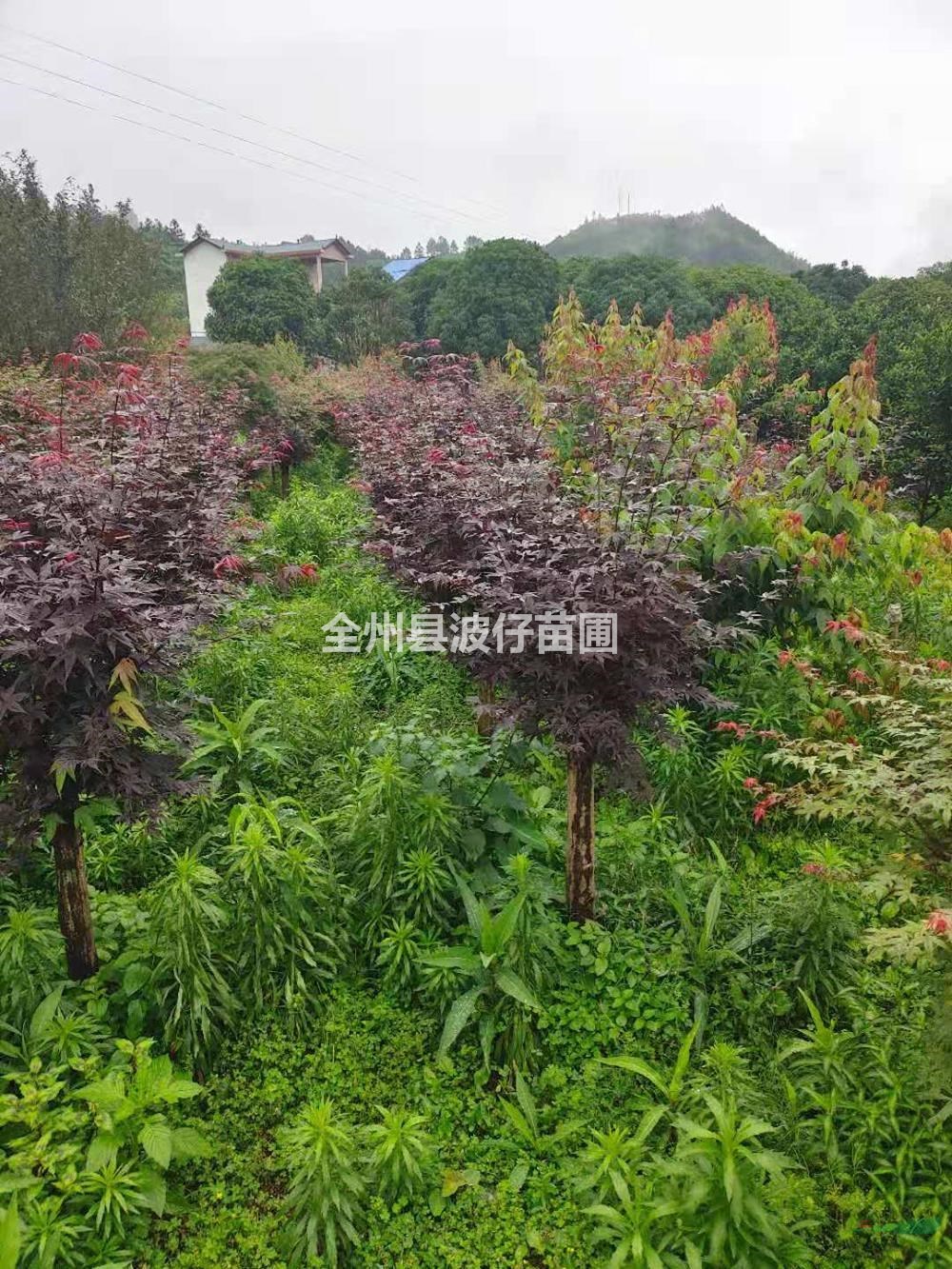 2021年廣西紅楓 桂林紅楓新報價
