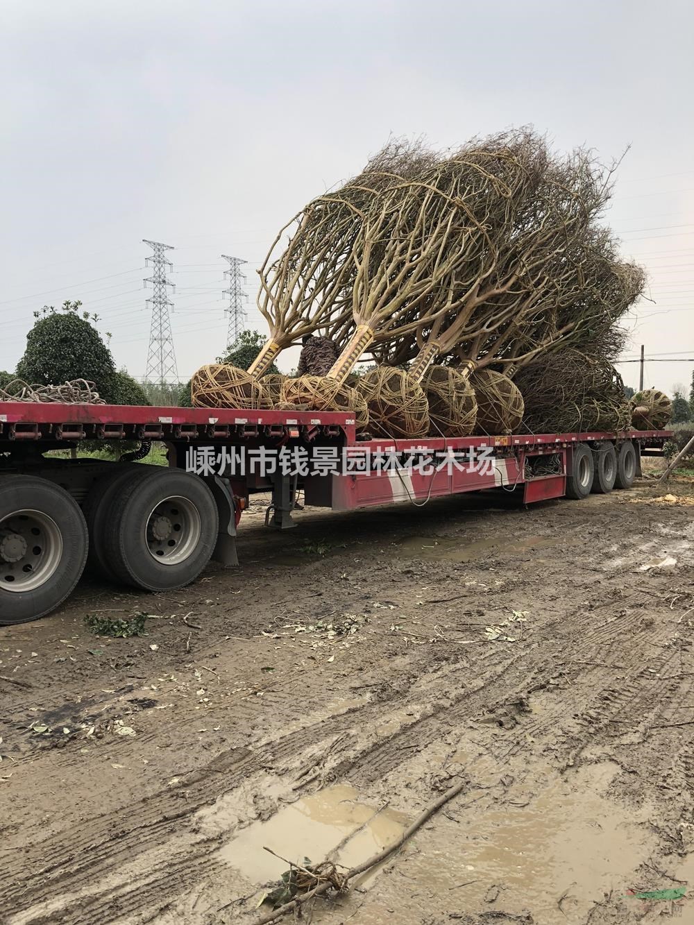 嵊州钱景园林供应18-25公分精品紫薇