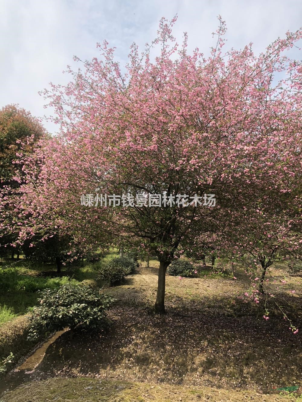 16公分精品垂丝海棠田苗基地 18公分精品垂丝海棠田苗价格便宜