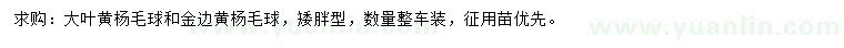 求購大葉黃楊球、金邊黃楊球