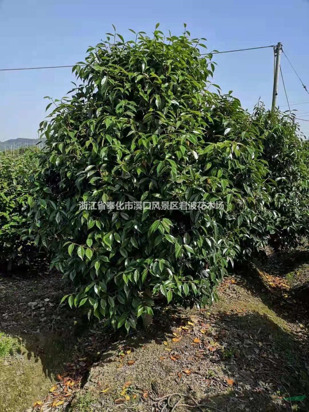 浙江大量供应高度180美人茶 美人茶树 美人茶花