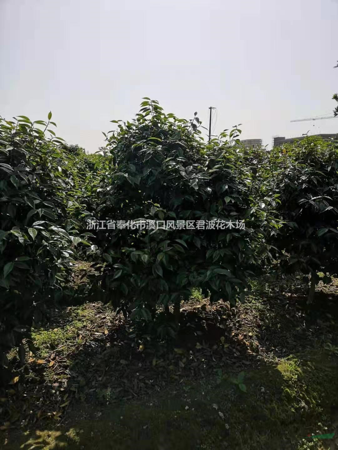 浙江大量供应高度180美人茶 美人茶树 美人茶花