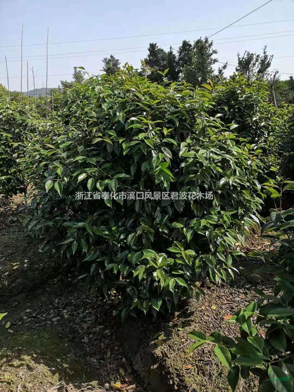 浙江大量供应高度180美人茶 美人茶树 美人茶花
