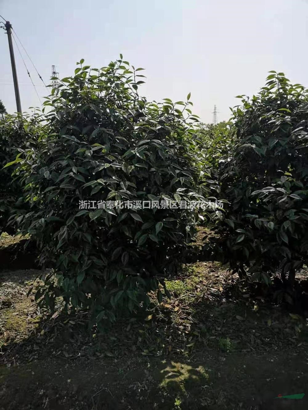 冠幅150美人茶基地 特价美人茶供应