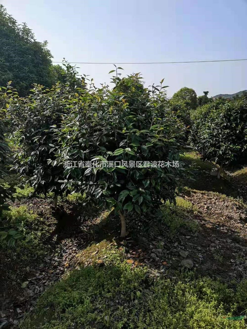 冠幅150美人茶基地 特价美人茶供应