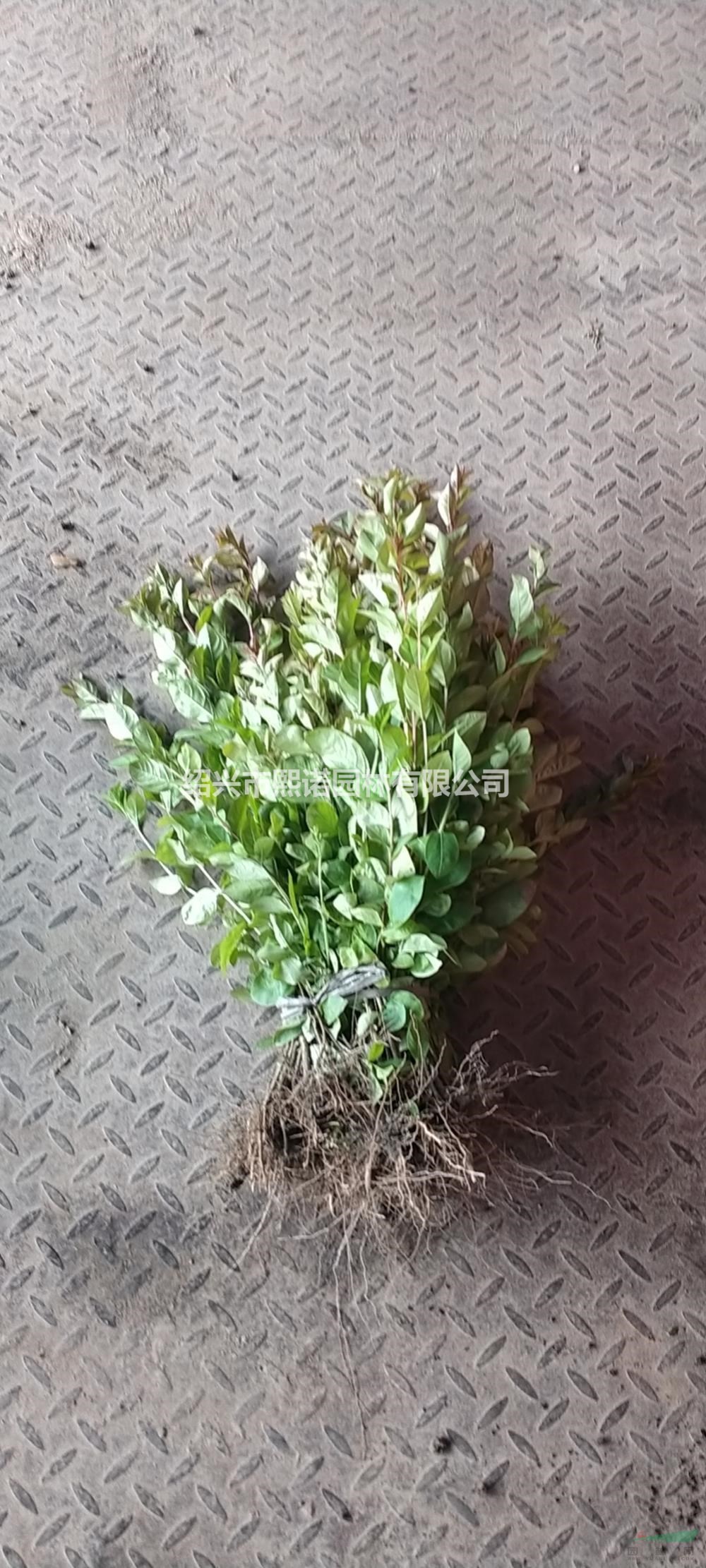 優質特價矮紫薇 杭州矮紫薇產地直銷