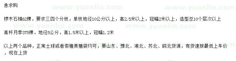求購高2.5米以上欏木石楠、地徑5公分高桿月季