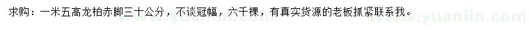 求購高1.5米龍柏