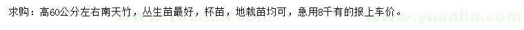 求購高60公分左右南天竹