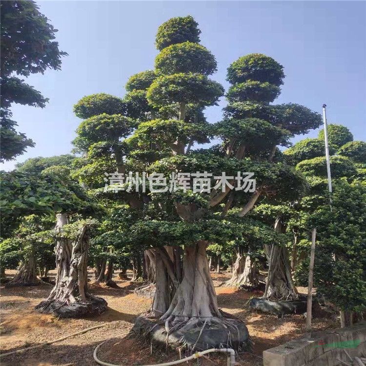 小叶榕 造型细叶榕桩景 福建小叶榕 基地直供