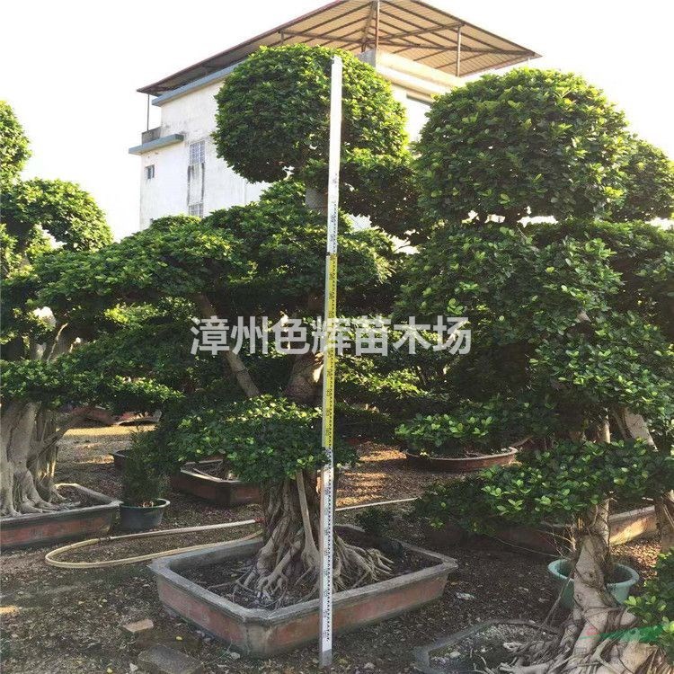 小叶榕 造型细叶榕桩景 福建小叶榕 基地直供