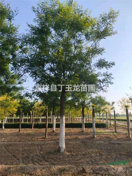 景觀國(guó)槐苗木30-40-50-60公分大樹種植基地