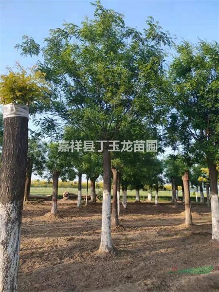 景觀國(guó)槐苗木30-40-50-60公分大樹種植基地