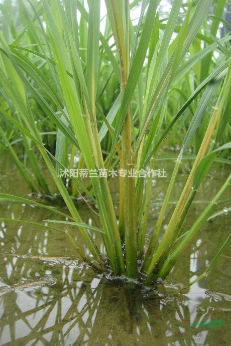 水生植物香蒲批發(fā)中買香蒲到蒂蘭