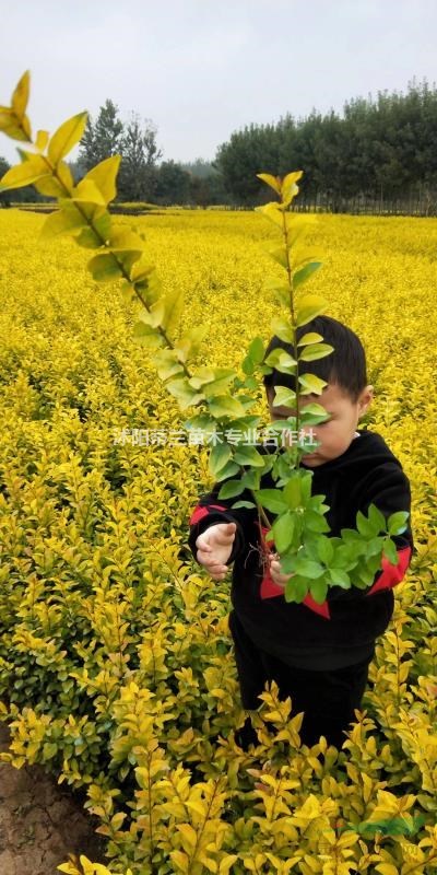 金葉女貞色塊苗大量出售中