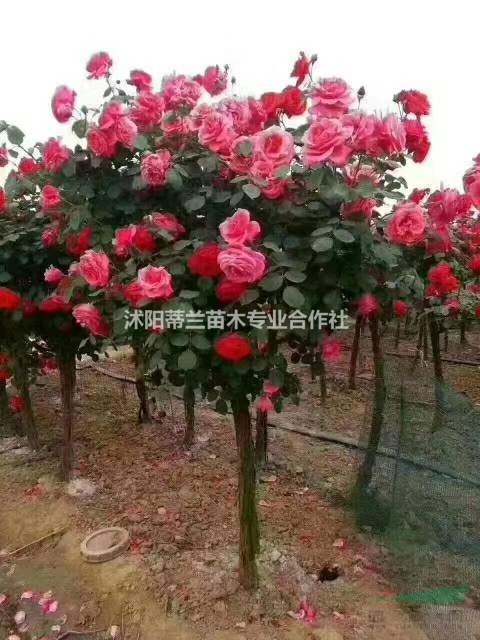 歐月球基地實拍批發(fā)零售規(guī)格齊全枝葉茂盛